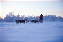 Finnish Lapland Dogsledding, photo by Visit Finland